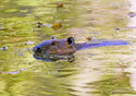 Castor canadensis